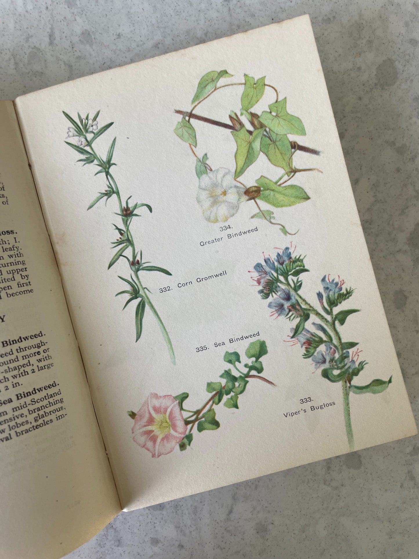 A Flowers Book for the Pocket